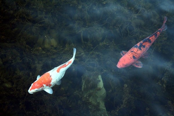 L'élevage de carpes Koi dans votre bassin de jardin : un passe-temps relaxant