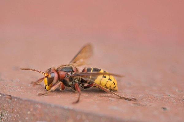 Quels sont les indices d'une infestation de guêpes ?