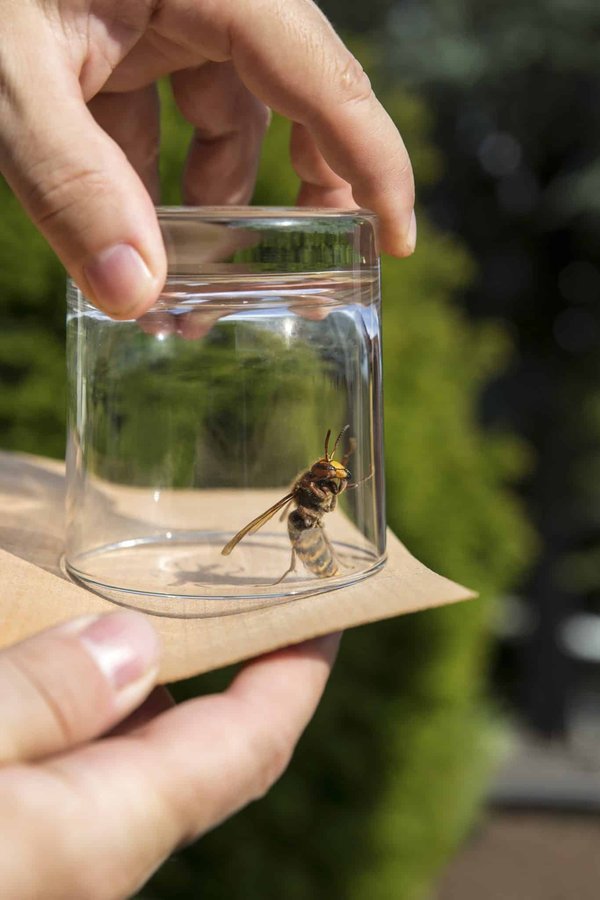 Pourquoi et comment faire appel à un destructeur de nid de frelons ?